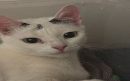 Mixed Breed cats for sale: Cute kittens  - Image 7