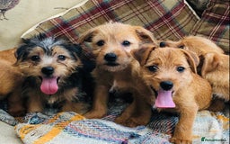 Norfolk Terrier dogs for sale: Stubleywood 3/4 Norfolk puppies - Image 21