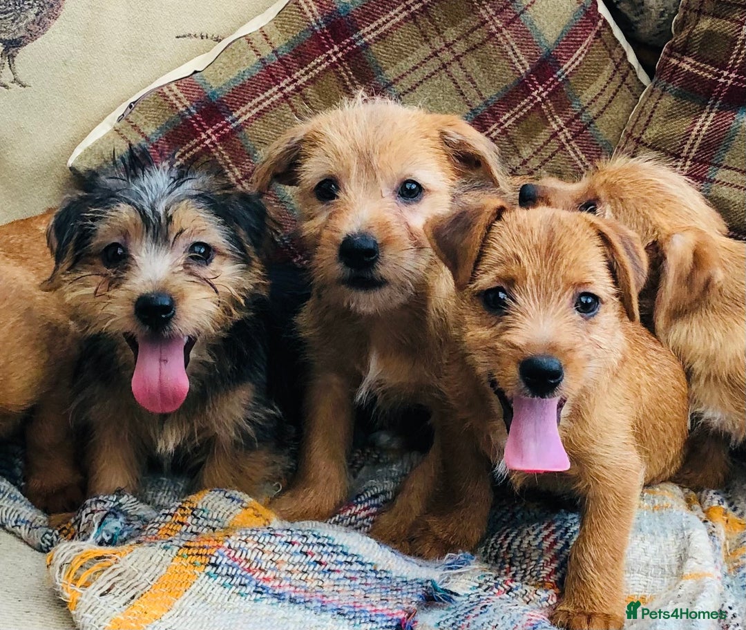 Norfolk Terrier dogs for sale: Stubleywood 3/4 Norfolk puppies - Image 21