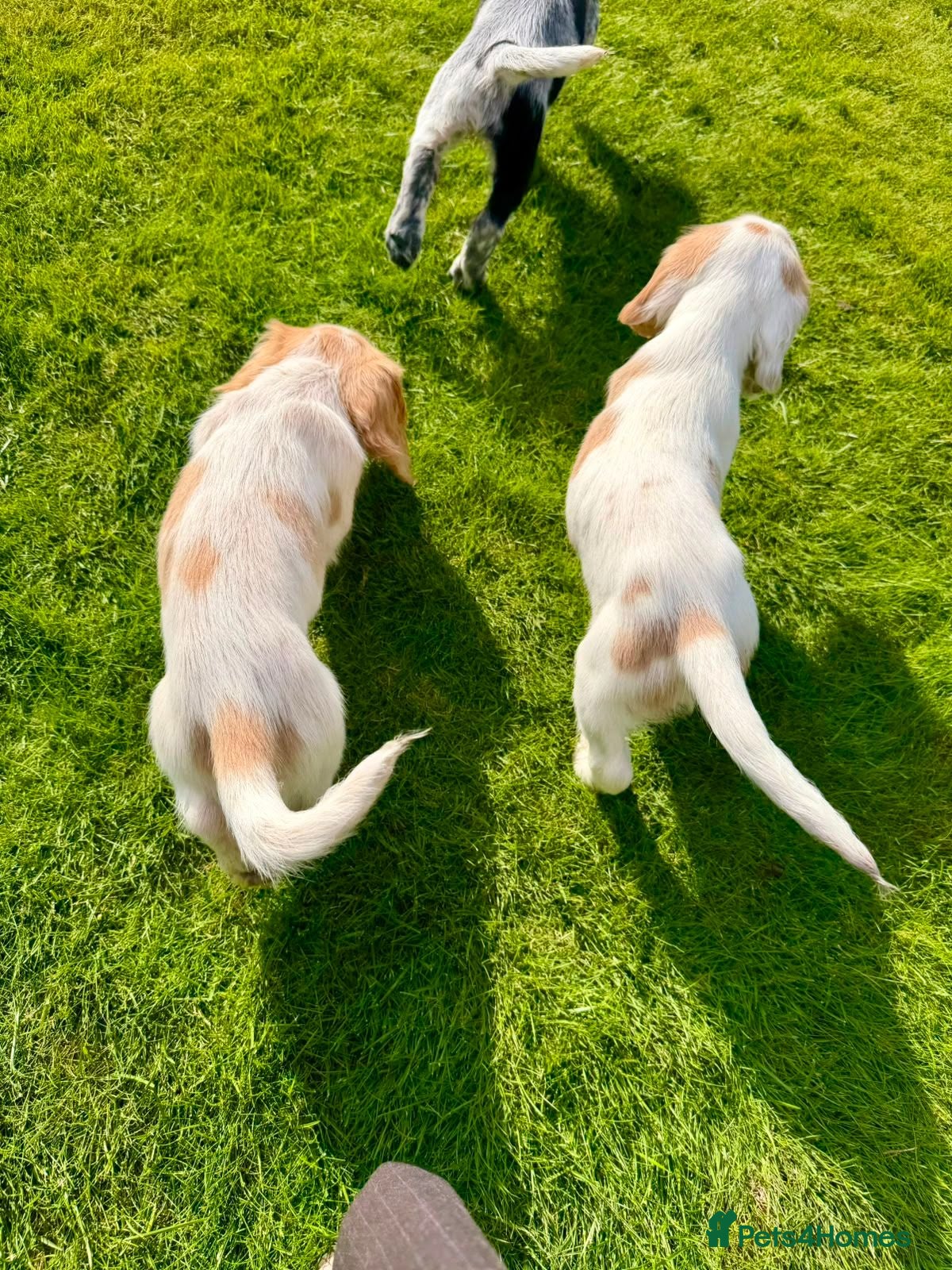 English Springer Spaniel dogs 2x springer puppies  - Advert 2
