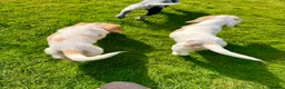 English Springer Spaniel dogs for sale: 2x springer puppies  in Hexham - Advert 2