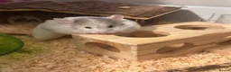 Hamster rodents for sale: Hamster in Rotherham - Advert 4