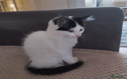 Ragdoll cats for sale: 5 ADORABLE RAGDOLL X KITTENS FOR SALE - Image 23