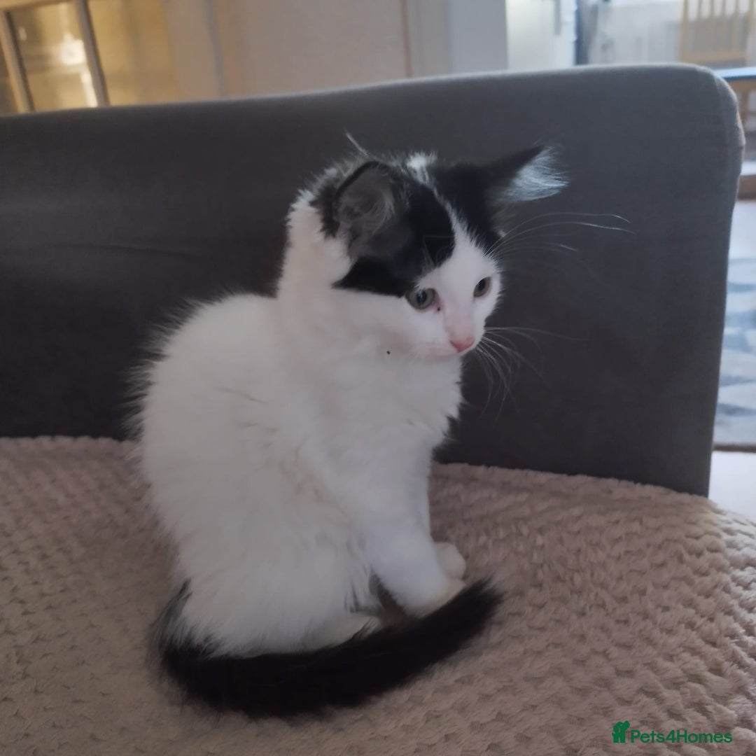Ragdoll cats for sale: 5 ADORABLE RAGDOLL X KITTENS FOR SALE - Image 23