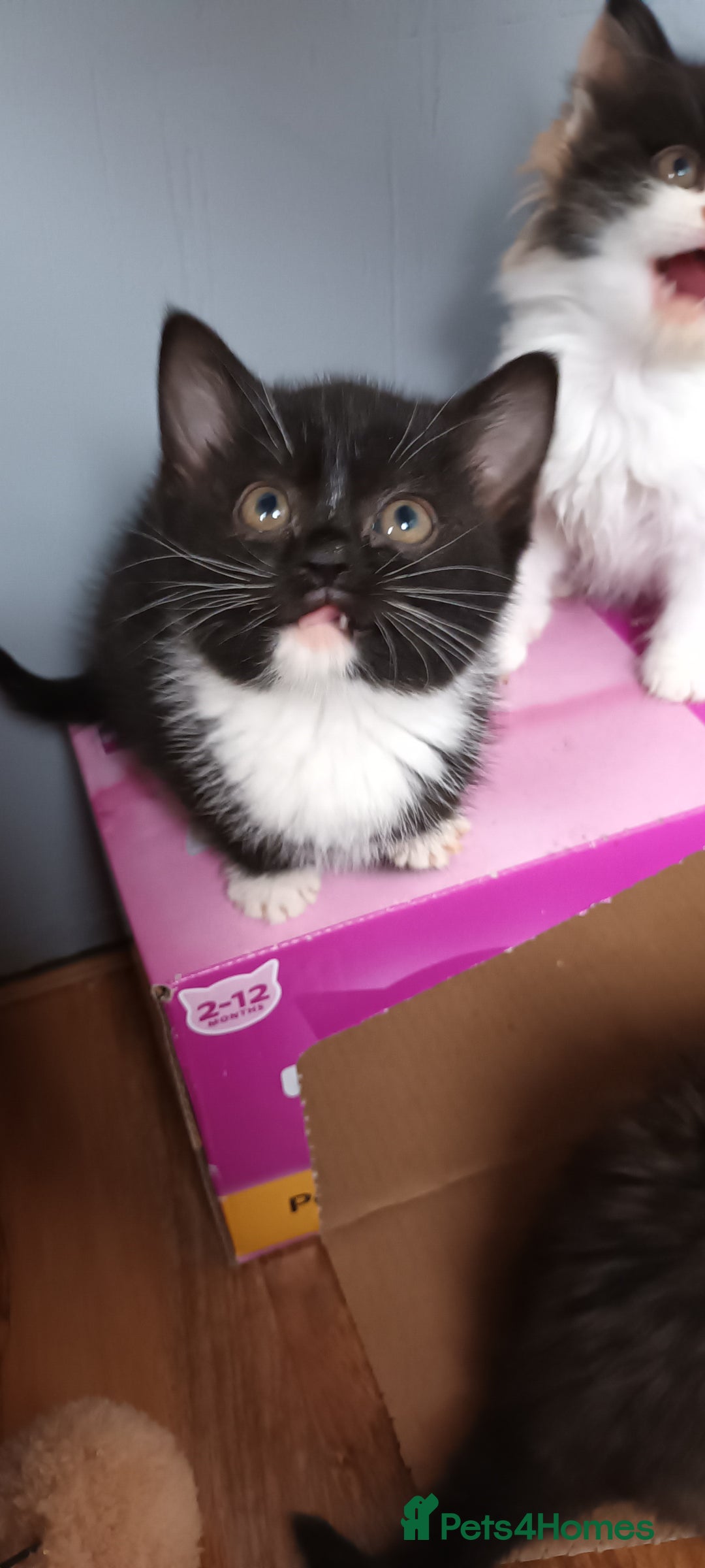 Domestic Shorthair cats for sale: 2 black and white twin girls left, ready now❤️ - Advert 13
