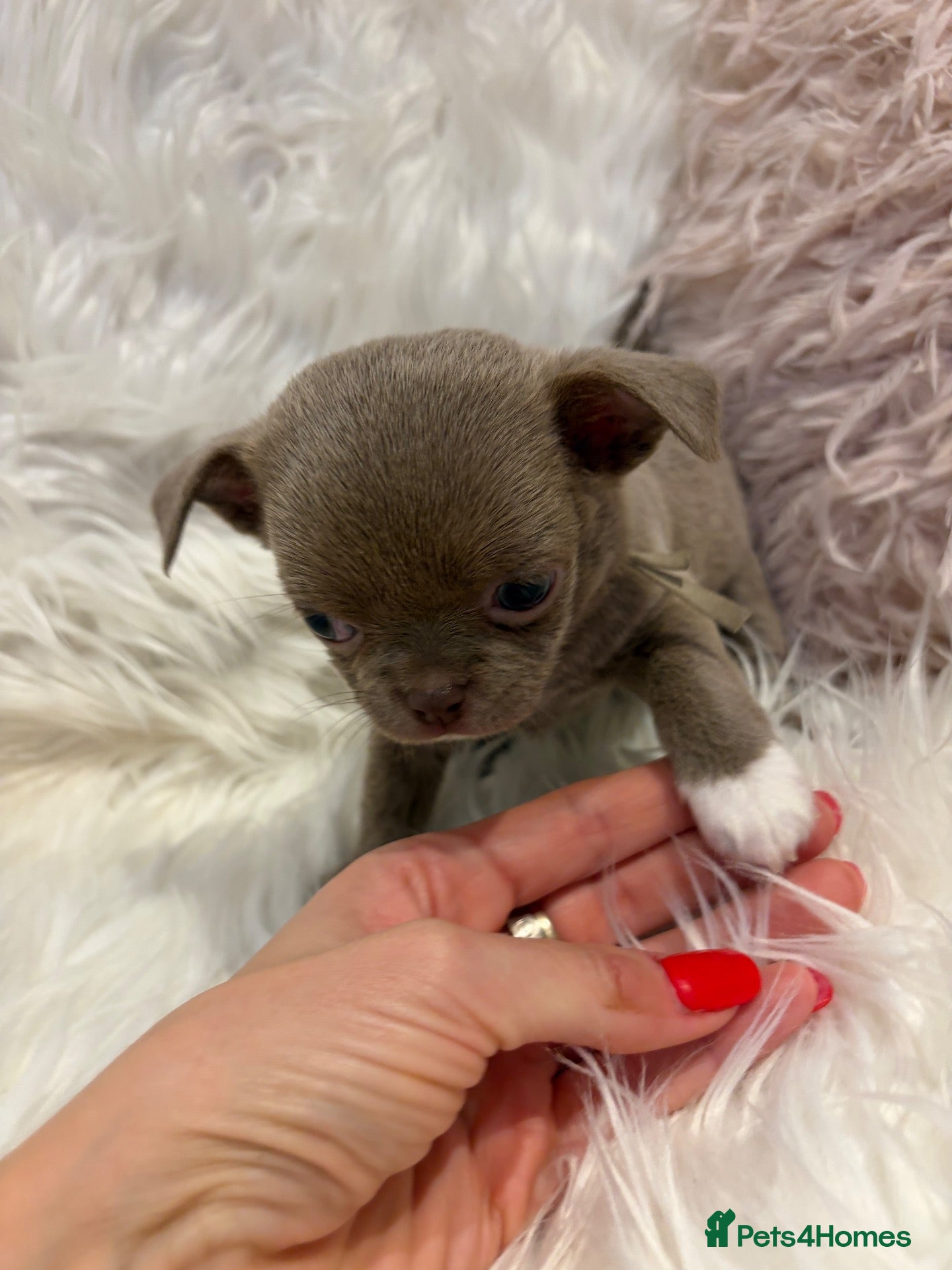 Chihuahua dogs KC REG, DNA HEALTH TESTED, TINY, VERY RARE 🐶😍 - Advert 2