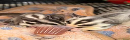 Sugar Glider rodents for sale: Two female sugar glider joeys - Advert 5