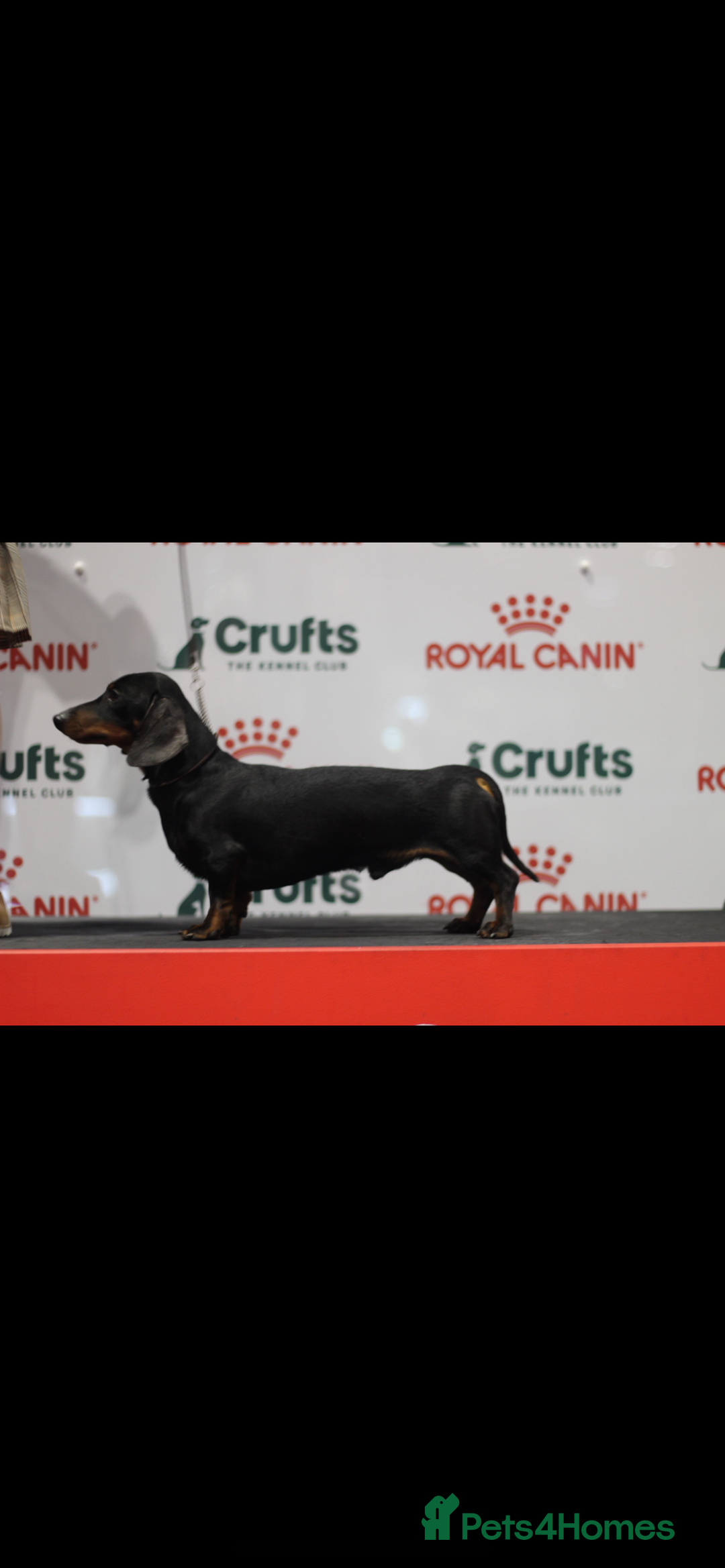 Miniature Dachshund dogs for sale: One beautiful Beautiful girl left  💜🐶  - Image 13