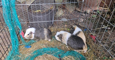 Guinea Pig rodents - Advert 8