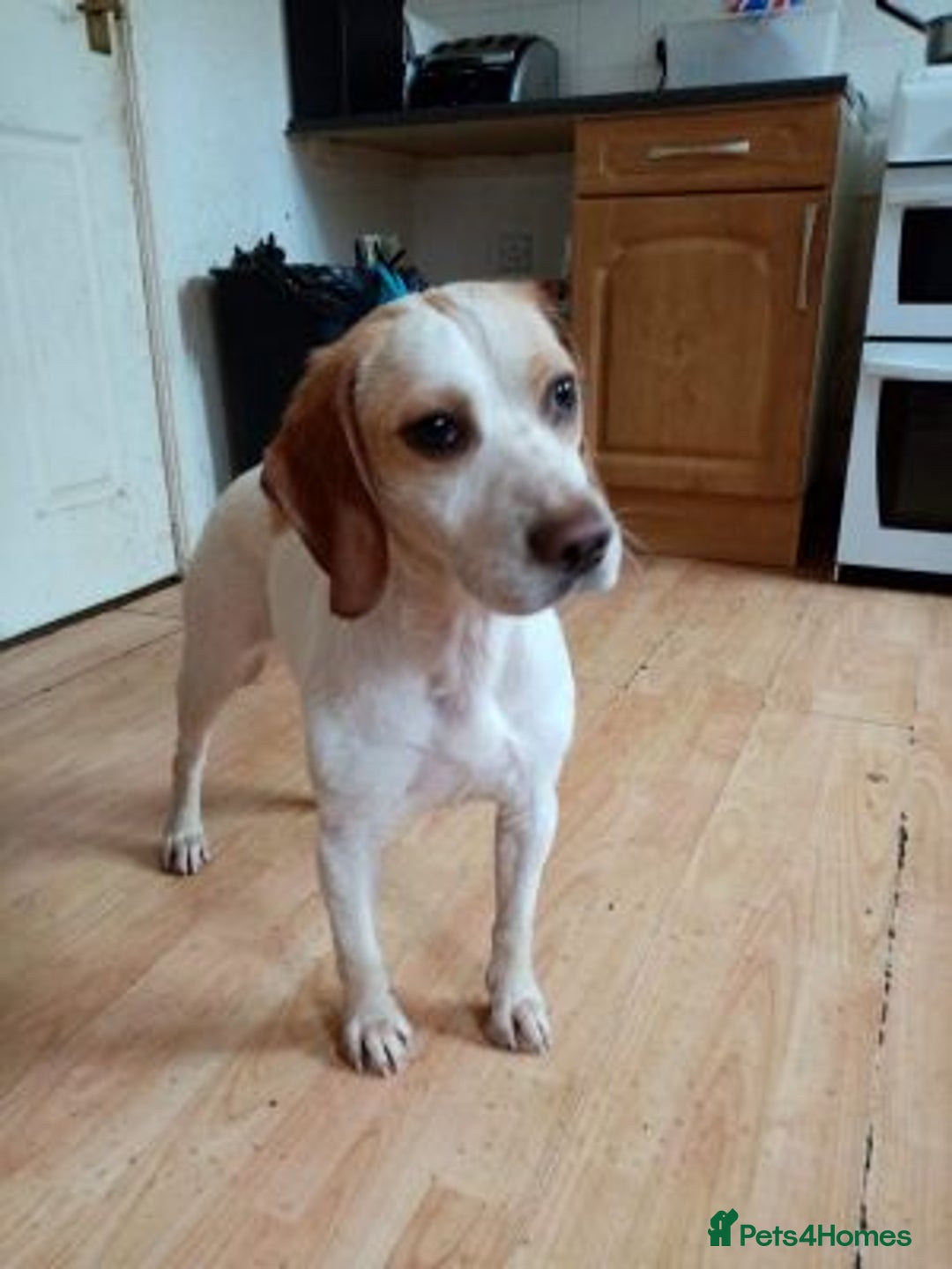 Beagle dogs for sale: Stunning Beagle - Advert 1