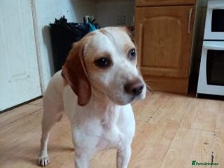 Beagle dogs Stunning Beagle - Advert 2