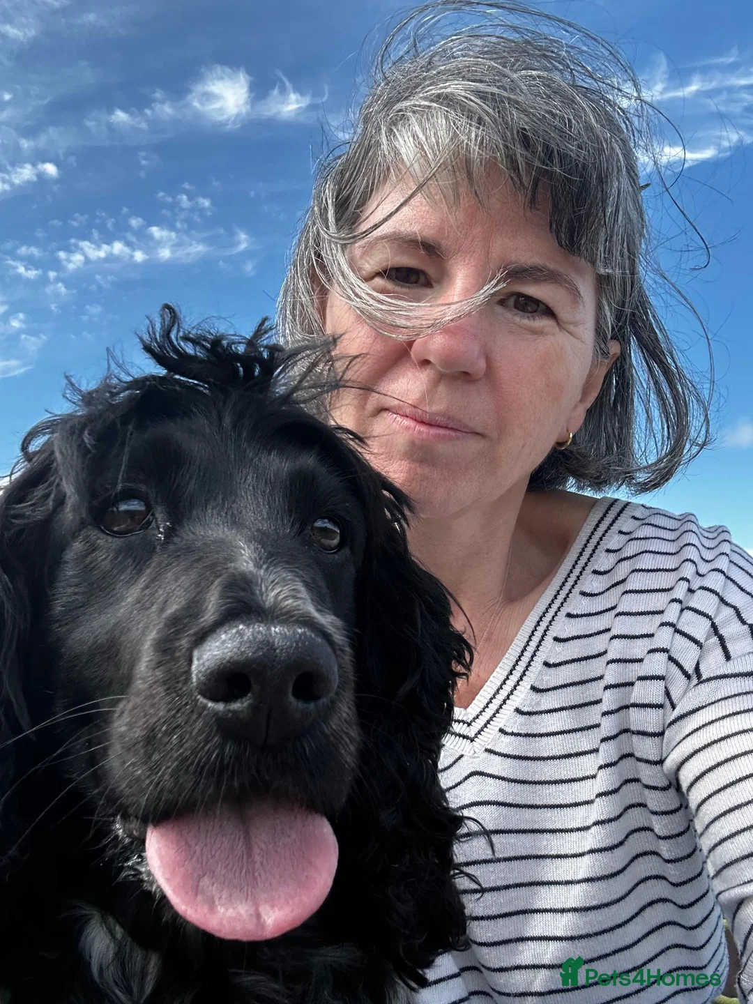 Cocker Spaniel dogs for sale: Cocker Spaniel Puppies, playful, calm temperament - Advert 2