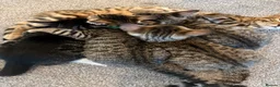 Bengal cats for sale: Bengal kittens  - Advert 4