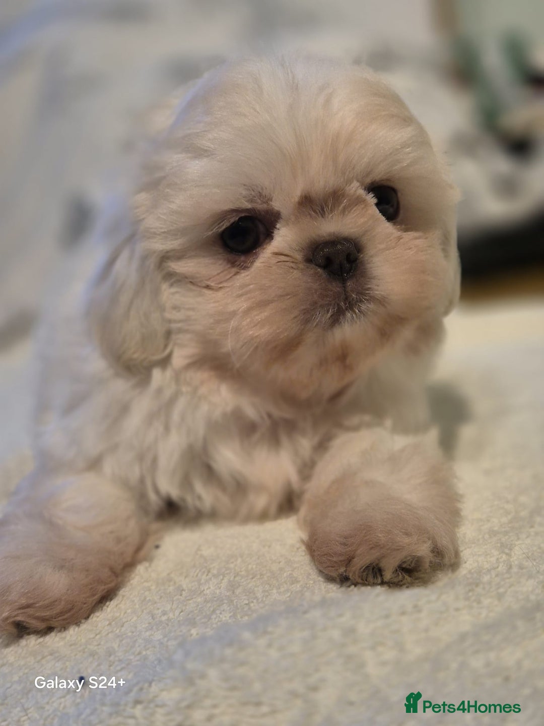 Shih Tzu dogs for sale: Outstanding Imperial Shih Tzu Pups - Image 16