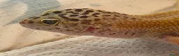 Gecko reptiles for sale: Leopard Gecko - Advert 3