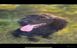 Cocker Spaniel dogs for sale: 7 beautiful cocker spaniel puppies black/brown - Advert 4