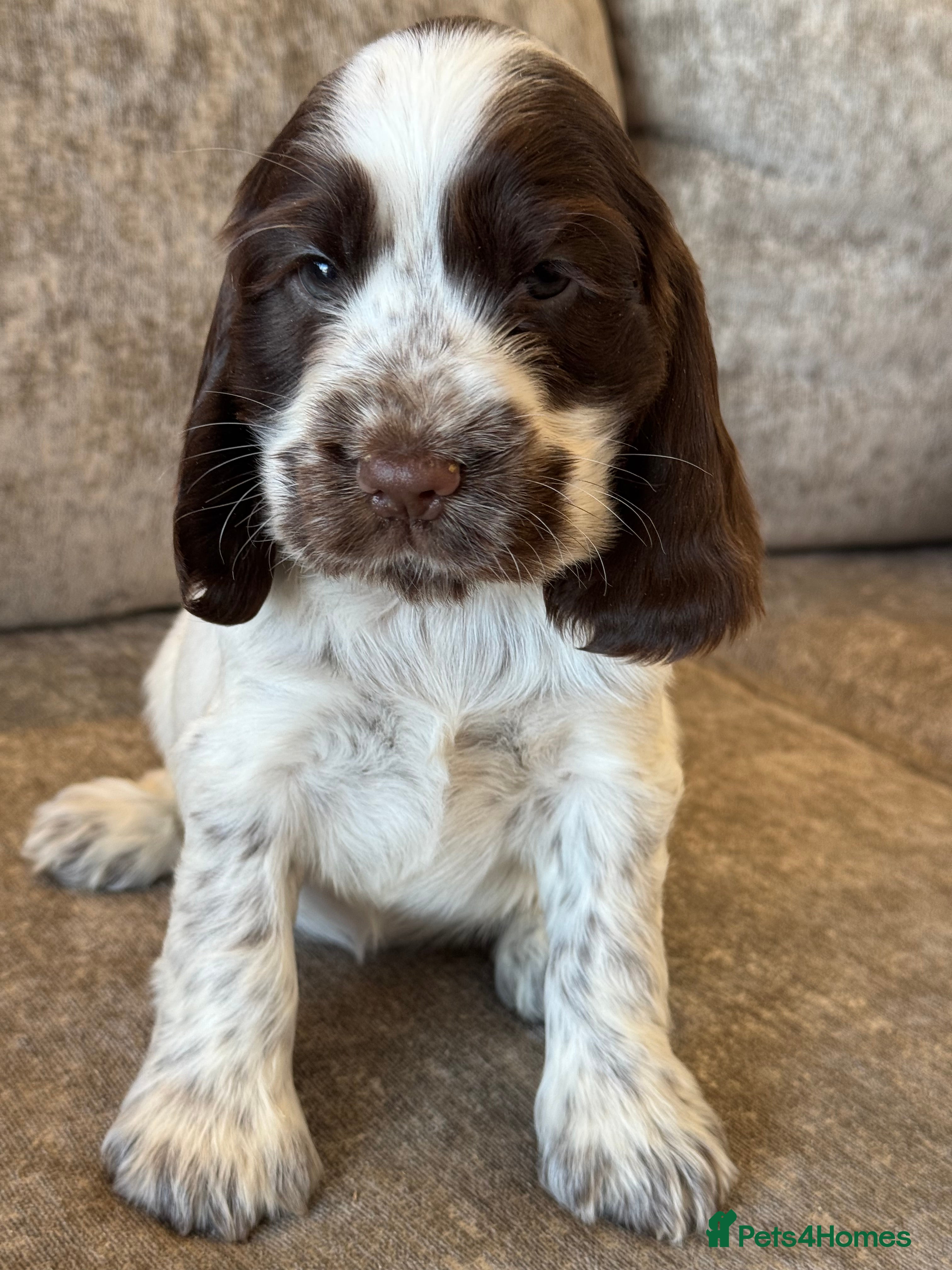 Cocker Spaniel dogs 100% SHOWTYPE KC REGISTERED COCKER SPANIELS - Advert 1