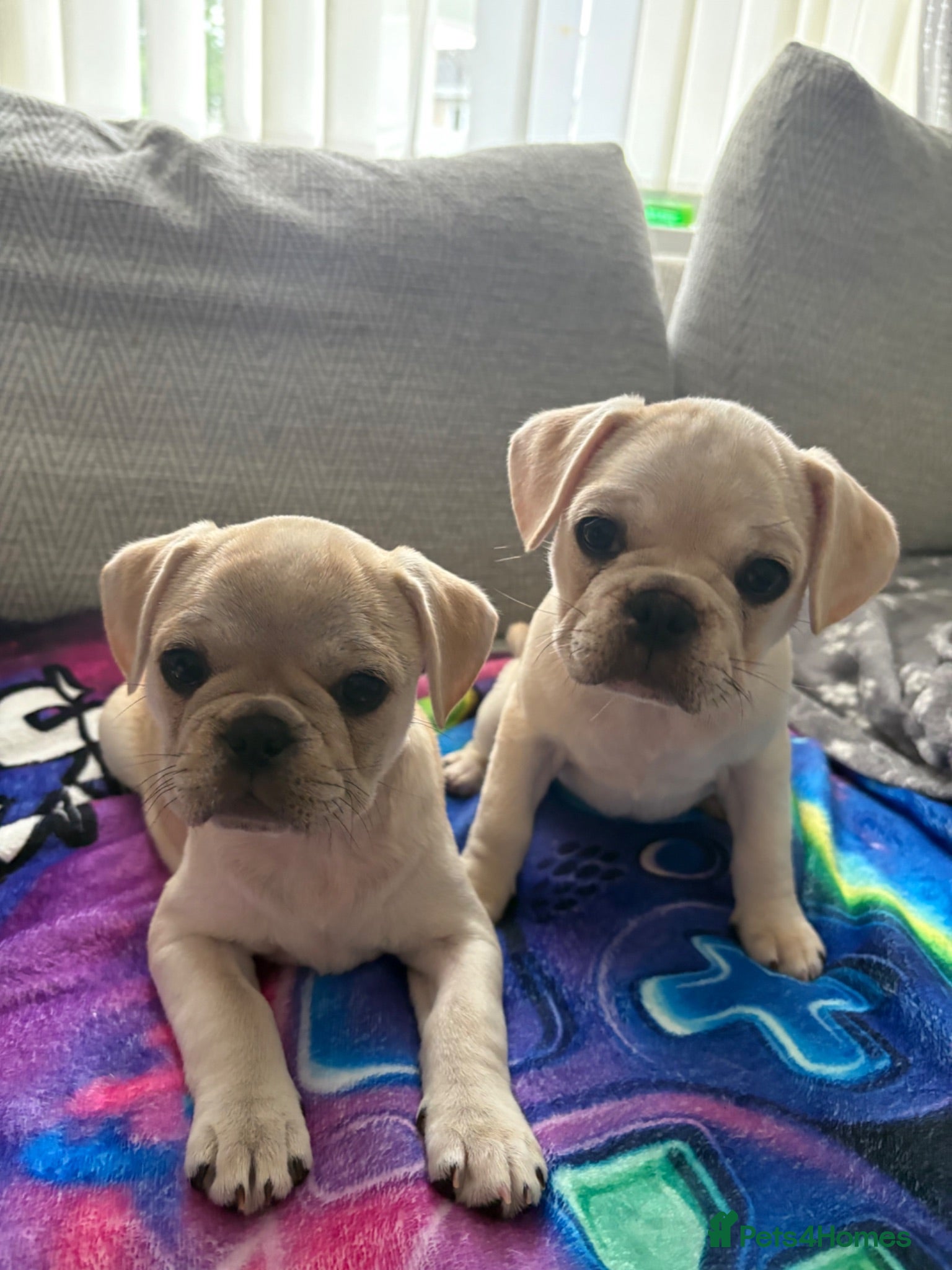 Frug dogs 🐶 Pug/French bulldog puppies 🐶 Rare markings - Advert 10