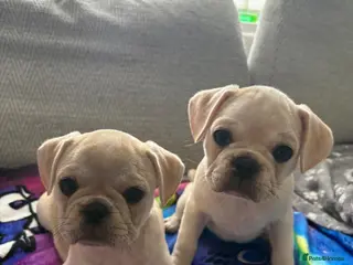 Frug dogs 🐶 Pug/French bulldog puppies 🐶 Rare markings - Advert 10