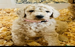 Standard Poodle dogs for sale: one  handsome loving boy available  in Newmarket - Image 12