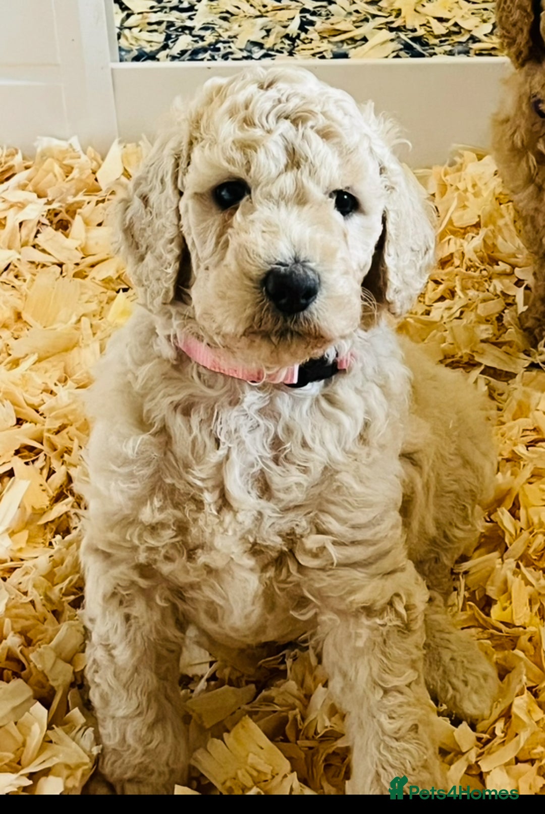 Standard Poodle dogs for sale: one  handsome loving boy available  in Newmarket - Image 12