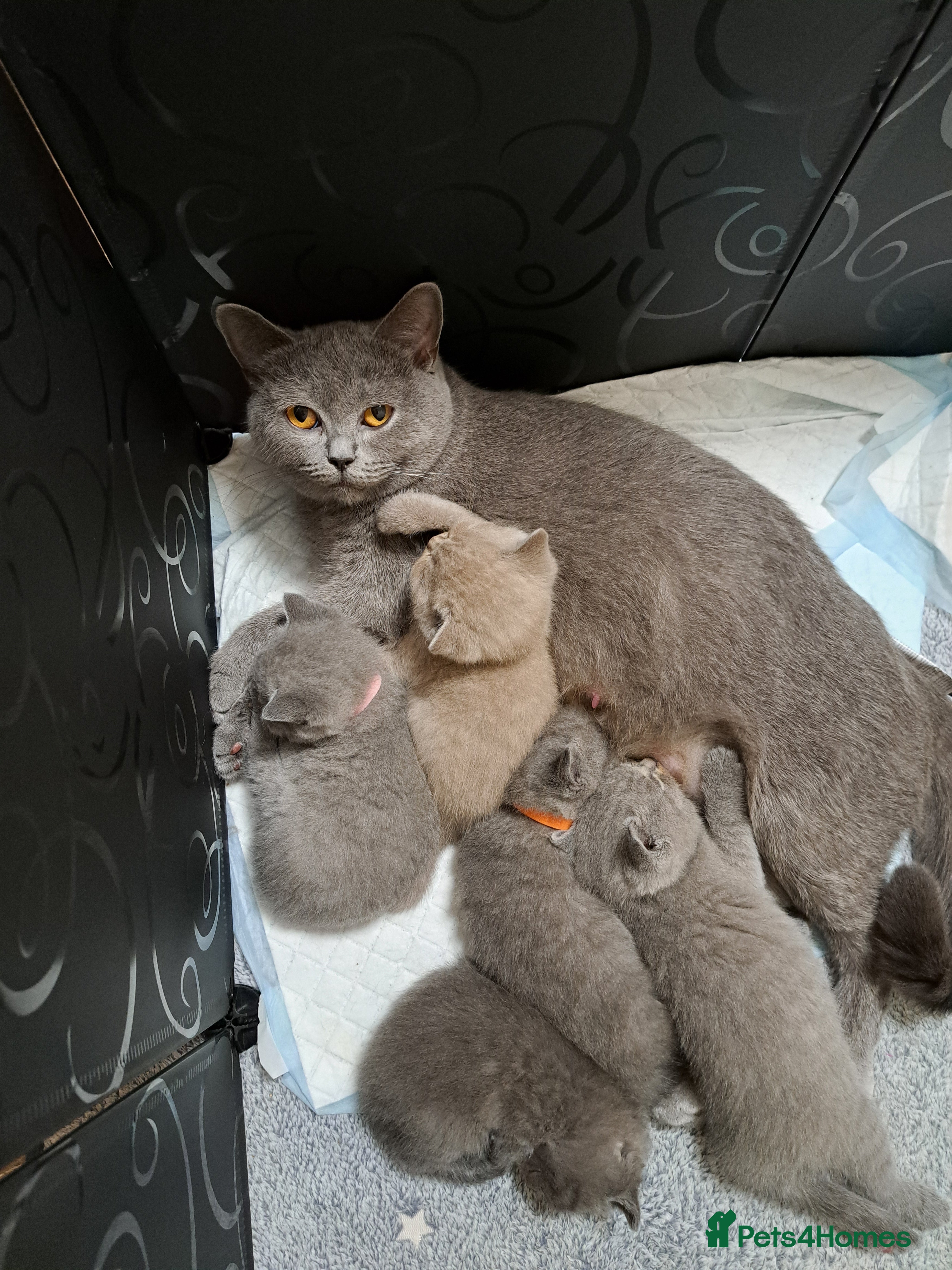 British Shorthair cats BRITISH SHORTHAIR BLUE and LILAC are AVAILABLE  - Advert 2