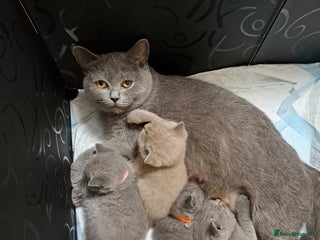 British Shorthair cats BRITISH SHORTHAIR BLUE and LILAC are AVAILABLE - Advert 2