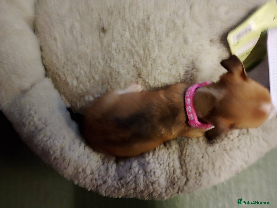 Mixed Breed dogs for sale: Four bueatuful pups forsale  - Advert 5