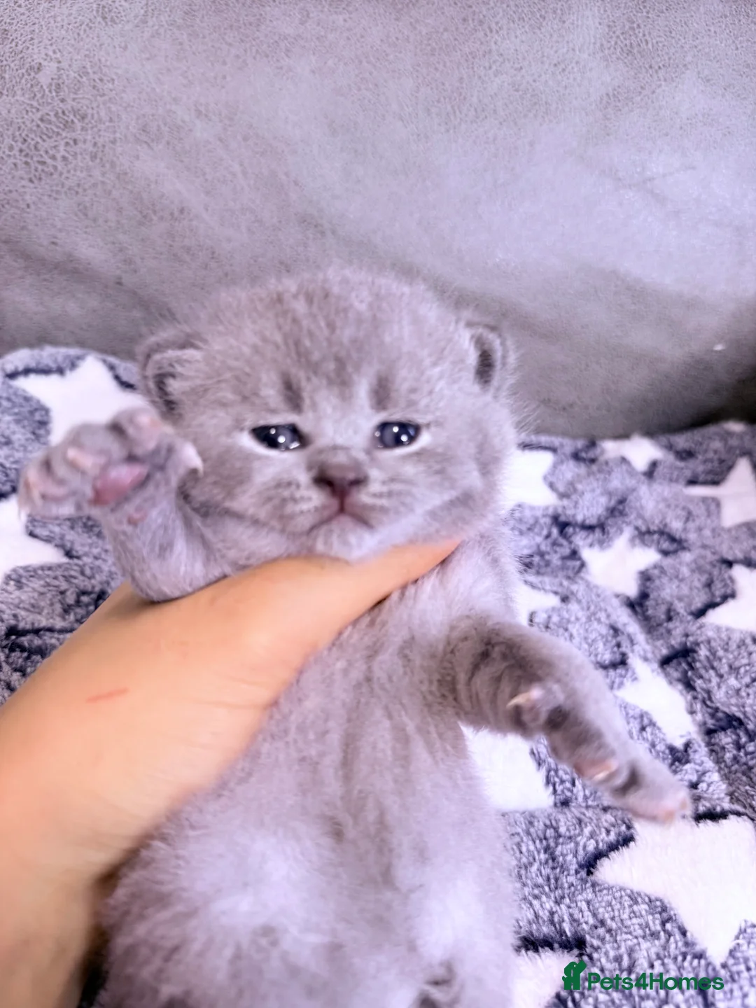 British Shorthair cats for sale: 100% Pure Pedigree Champion line Bsh Reg. Kittens - Advert 11