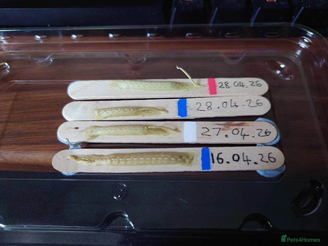 Praying Mantis invertebrates for sale: Ghost Mantis Ootheca - Phyllocrania paradoxa - Advert 2