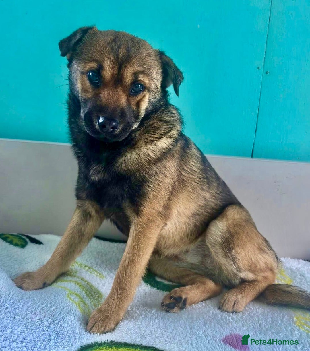 German Shepherd dogs for adoption: 🐾 NOMI – Mini German Shepherd - Advert 1