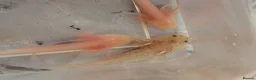 Axolotl reptiles for sale: Beautiful hypo baby Axolotls available last few  - Advert 22