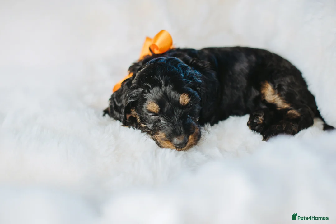 Cockapoo dogs for sale:  READY NOW!! 💙🐶💙2 boys Amazing F1b Cockapoos  - Advert 20