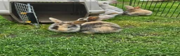 Mixed Breed rabbits for sale: Mixed breed lops for sale. Ready Monday  in Mansfield - Advert 10