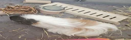 Guinea Pig rodents for sale: 2 Female Guinea Pigs in Glasgow - Advert 7