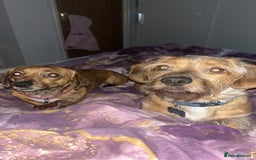 Mixed Breed dogs for sale: Benji and Eevee - Image 4