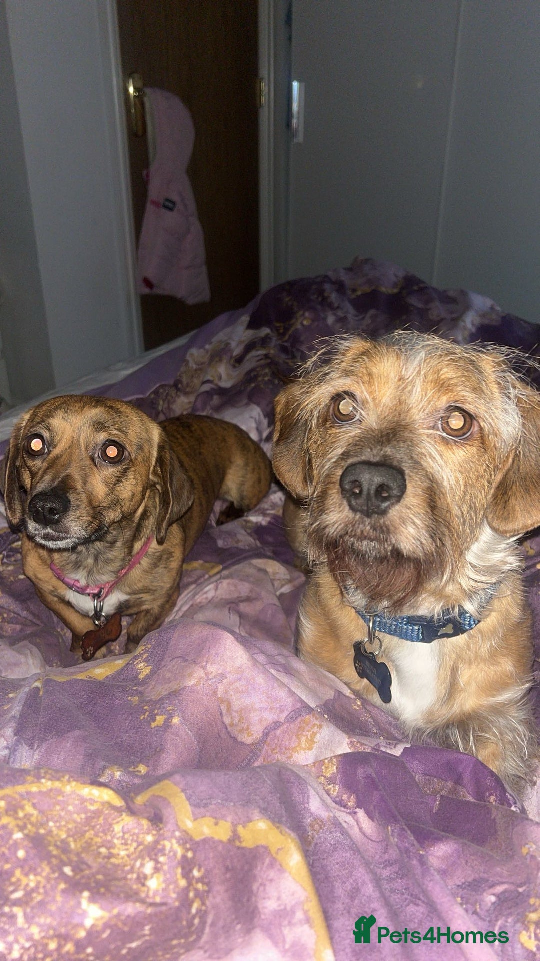 Mixed Breed dogs for sale: Benji and Eevee - Image 4