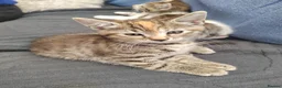 Mixed Breed cats for sale: One beautiful girl - Advert 4
