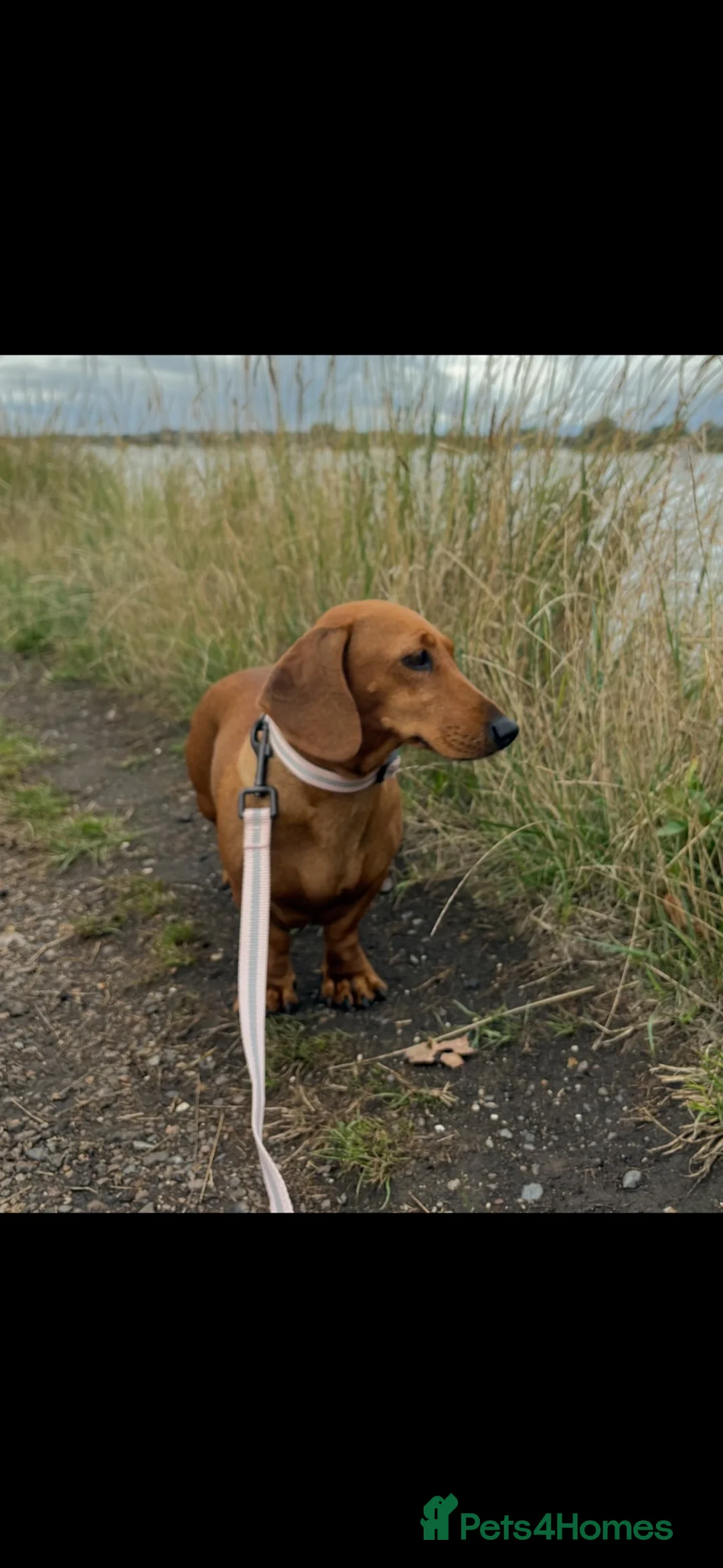 Chiweenie dogs for sale: Gorgeous Chiweenie’s Looking for Loving Homes!  in Hockley - Advert 6