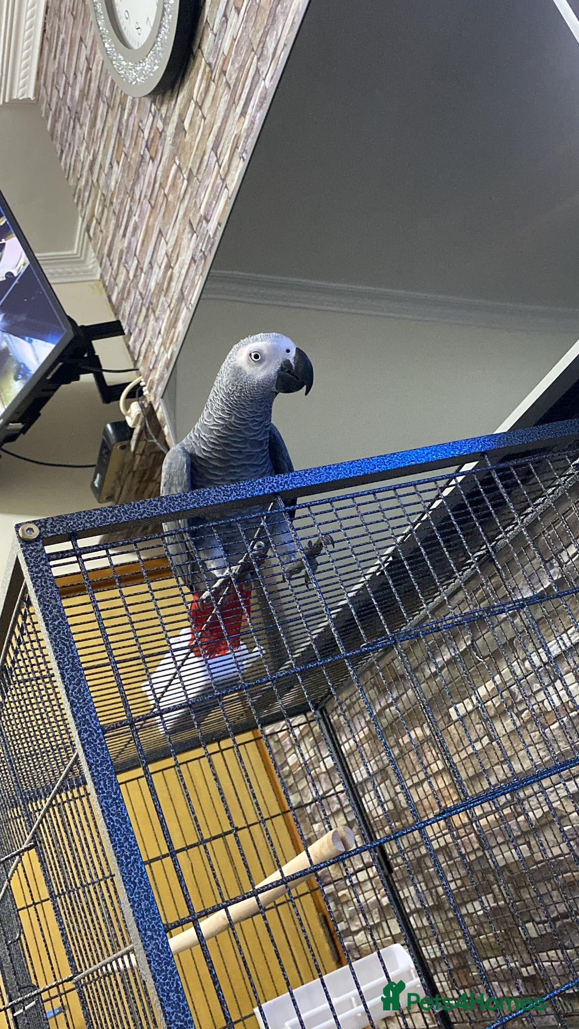 Parrots birds 6-Year-Old Female African Grey Parrot - Advert 16