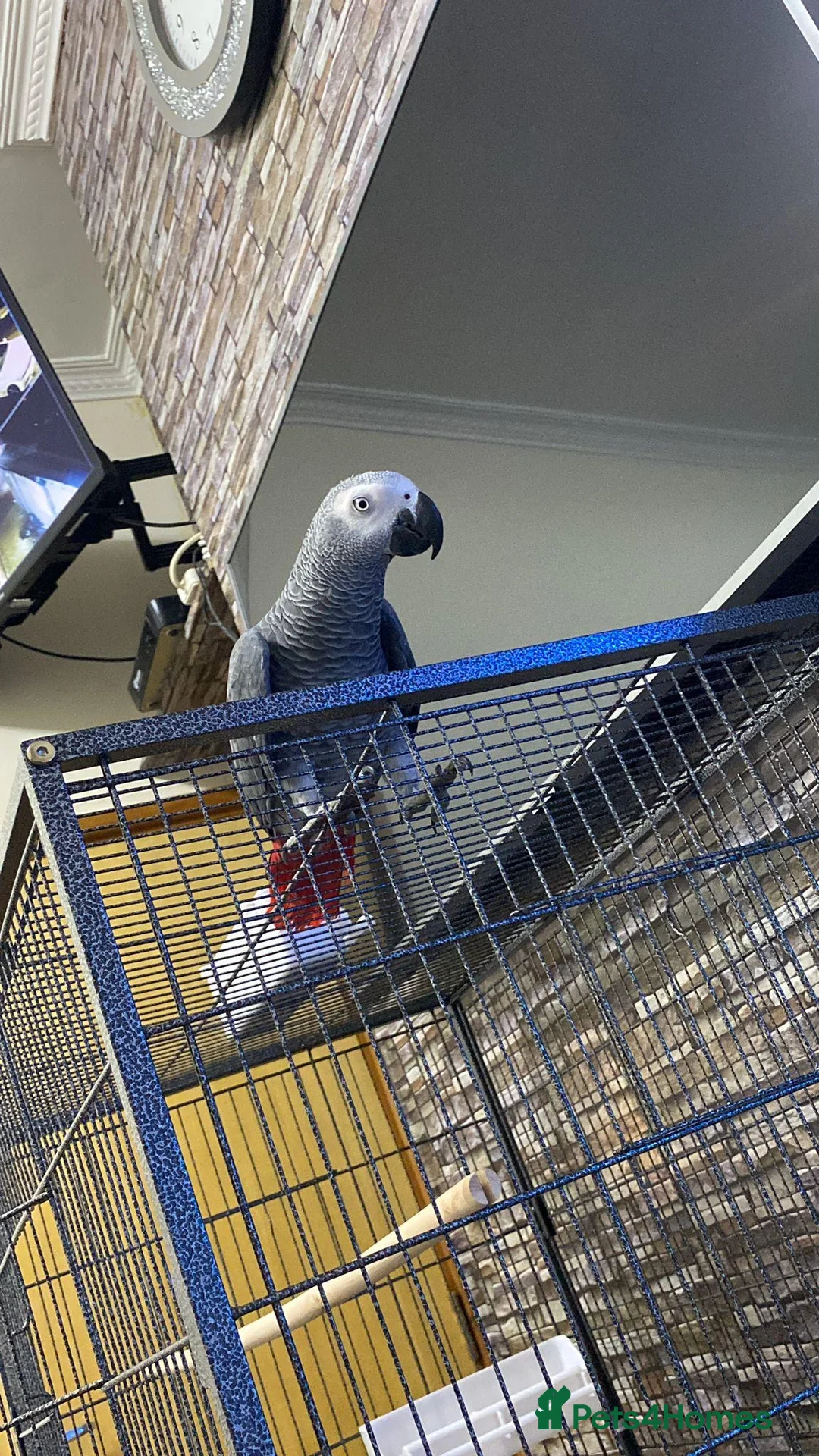 Parrots birds for sale: 6-Year-Old Female African Grey Parrot - Advert 1