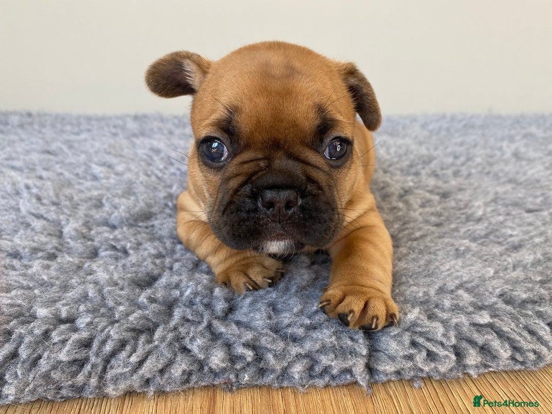 French Bulldog dogs for sale: KC French Bulldog Pups Tiger Brindle, Tan & Black  - Image 6