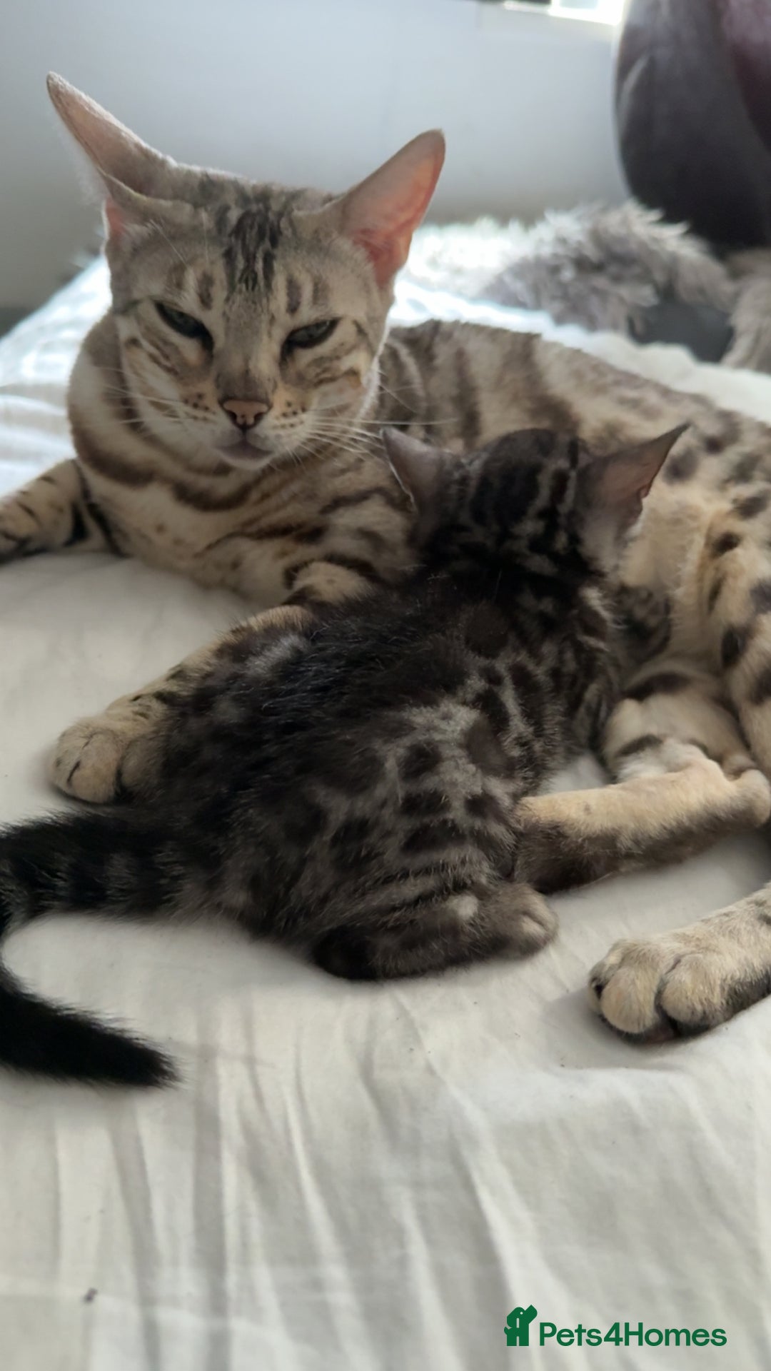 Bengal cats for sale: 1silver female  bengal 1charcoal male bengal pure - Image 9