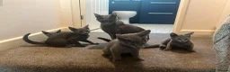 Russian Blue cats for sale: Championship and GCCF Russian blue kittens - Advert 8