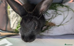 Netherland Dwarf rabbits for sale: rabbit - Advert 3