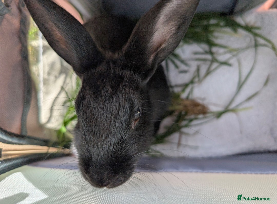 Netherland Dwarf rabbits for sale: rabbit - Advert 3