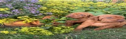 Hungarian Vizsla dogs for sale: 🌟Stunning, strong health tested KC pups 🌟  - Advert 7