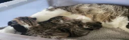 Mixed Breed cats for sale: Gorgeous bengal cross kittens. - Advert 8