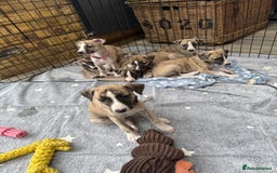 Whippet dogs for sale: Whiptaridge Whippet boys  - Advert 2