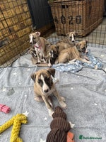 Whippet dogs Whiptaridge Whippet boys - Advert 3